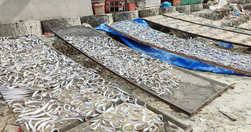 Nelayan Bengkulu Dapat Bantuan Sarpras, Pemkot Usulkan Rp...