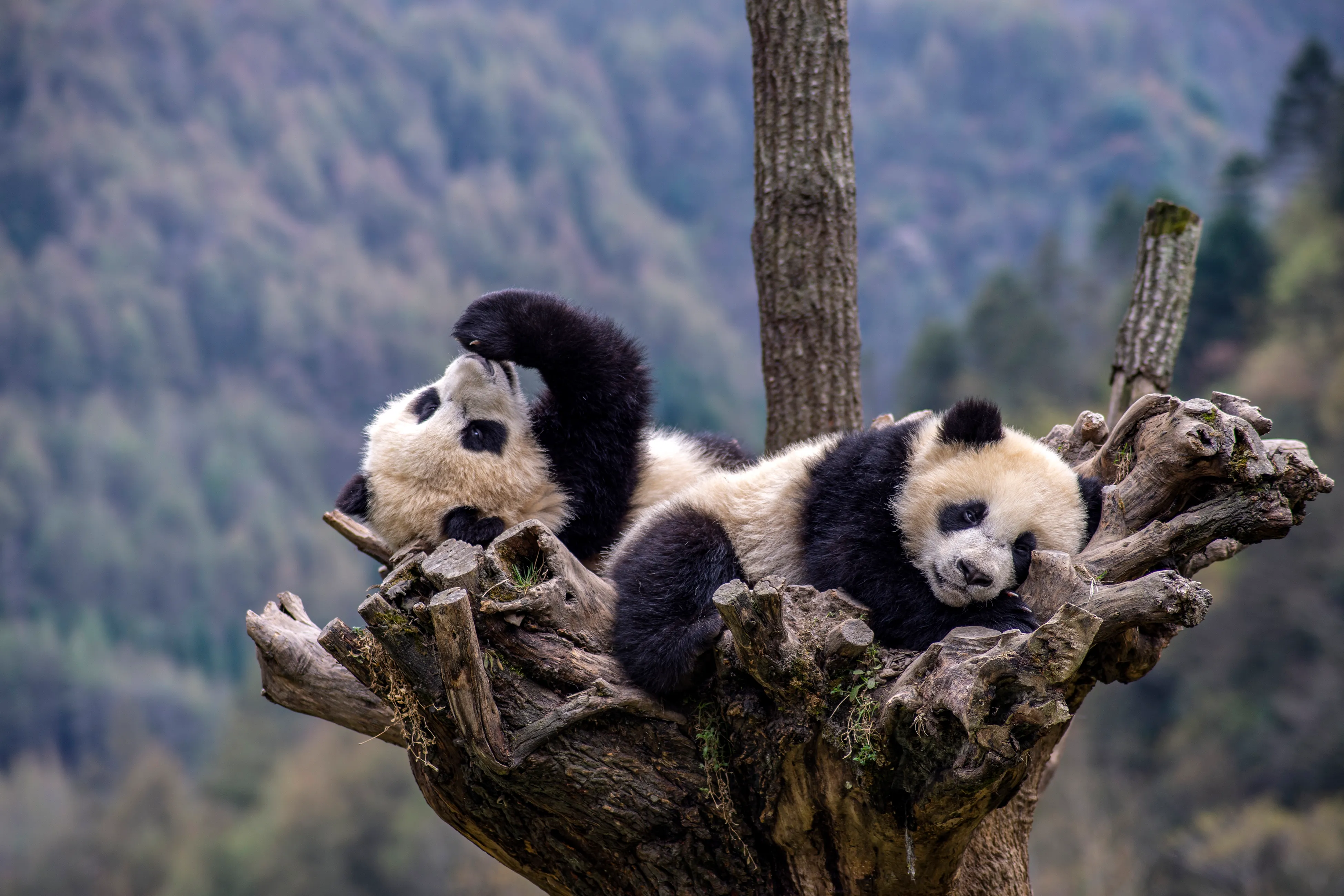 Tiongkok Gunakan AI Demi Amankan Masa Depan Panda