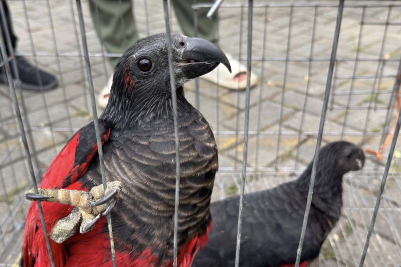 100 Satwa Endemik Papua Diselamatkan dari Perdagangan Ile...