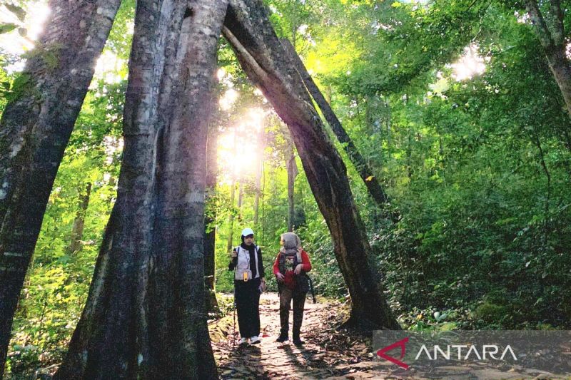 Benuang Laki di Hutan Kahung Kalsel Jadi Perbincangan, Pohon Unik Ini Bikin Pengunjung Penasaran.