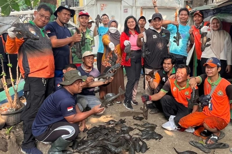 Ikan Sapu-Sapu Membludak di...