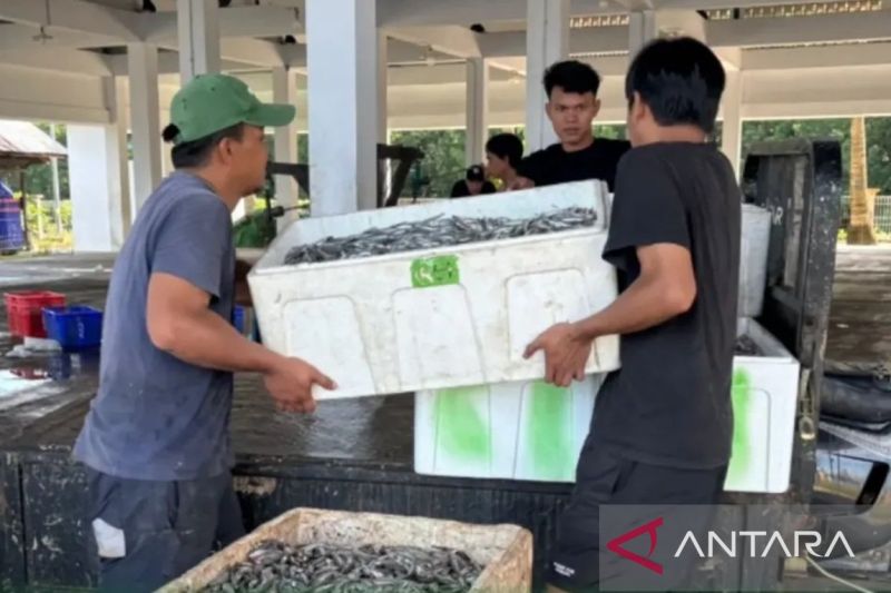 Kaltim Perkuat Hilirisasi Sektor Perikanan