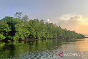 Lindungi Pesisir dan Iklim, Pemprov Kaltim Fokus Perkuat Ekosistem Mangrove.