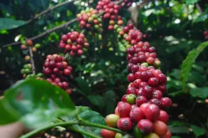 PTPN I Perkuat Rantai Pasok Kopi Global