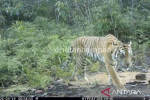 Harimau Sumatra Terekam Kamera Jebak di Hutan Harapan
