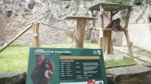 Pemkot Targetkan Bandung Zoo Bisa Mulai Beroperasi Kurang dari Setahun