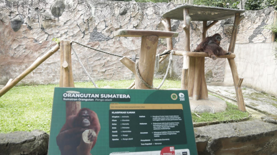 Pemkot Targetkan Bandung Zoo Bisa Mulai Beroperasi Kurang...