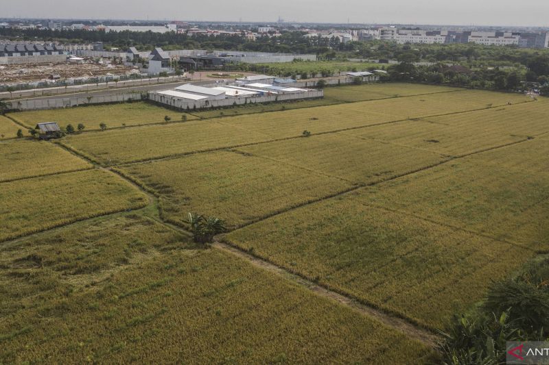 Bukan Sekadar Produksi Beras, Keberlangsungan Lahan Perta...