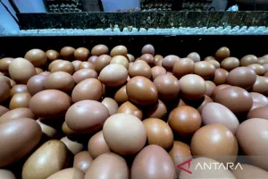 Harga Telur Ayam Rp30.100/Kg, Bawang Merah Rp55.450/Kg