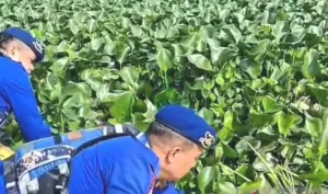Inovasi Pengolahan Eceng Gondok Jadi Pakan Ikan