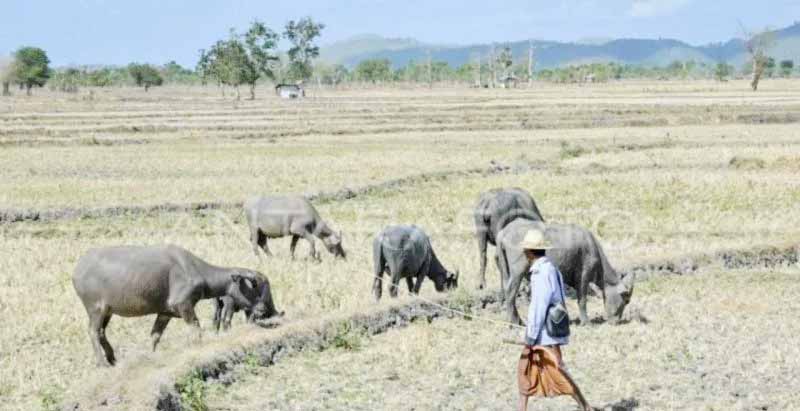 Prakiraan Kemarau Panjang di Malang Raya hingga Oktober-N...