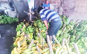Psang jadi Komoditas Andala...
