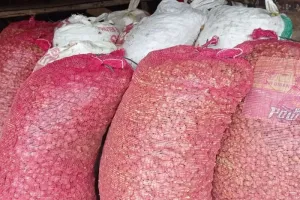 Senyum Petani Badui Mengembang, Harga Kencur Kini Tembus Rp20 Ribu per Kilo