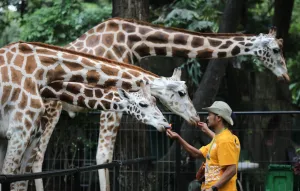 Sambut HUT ke-499 Jakarta, Taman Margasatwa Ragunan Gratiskan Tiket Masuk Pengunjung