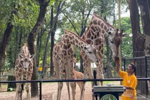 Sambut HUT ke-499 Jakarta, Taman Margasatwa Ragunan Gratiskan Tiket Masuk Pengunjung