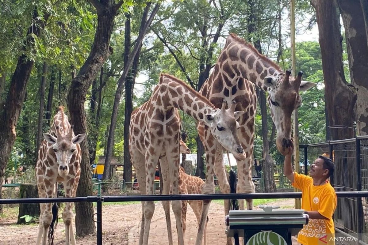 Sambut HUT ke-499 Jakarta, Taman Margasatwa Ragunan Grati...