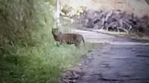 Dua Harimau Bertemu Manusia...