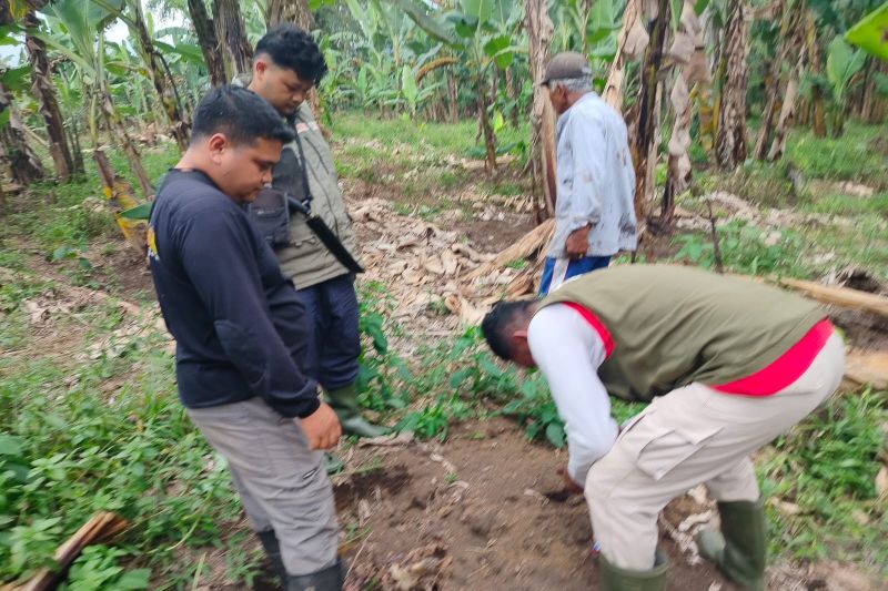 BKSDA Sumbar Ungkap Harimau Sumatra yang Muncul di Agam Merupakan Induk dan Anak.