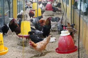 Harga Telur & Ayam Anjlok! Pemerintah Turun Tangan, Perkuat Serapan di Hilir Melalui MBG