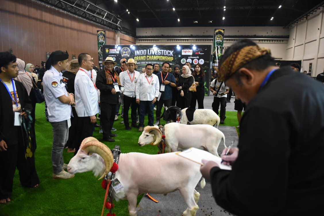 Peternakan Rakyat Gairahkan Ekonomi Lokal, Domba Garut Naik Kelas di Indo Livestock 2026