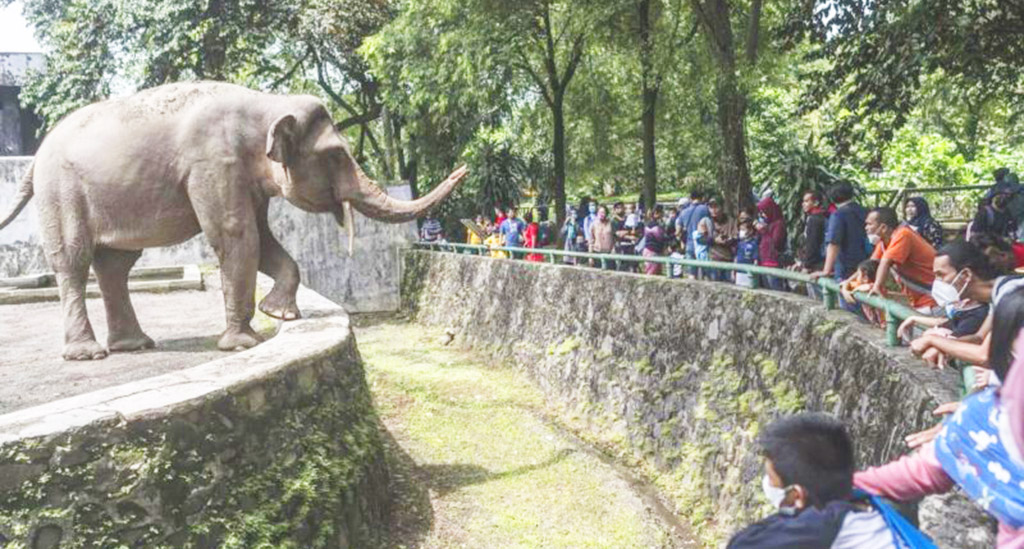 Ragunan Prediksi Dikunjungi 40 Ribu Wisatawan pada Tahun ...