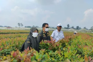 Barantin Pastikan 262.240 Bibit Eukaliptus Asal Jambi Bebas Organisme Pengganggu Tumbuhan.