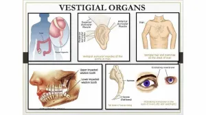 Enam Organ Vestigial yang Masih Bertahan Sampai Sekarang