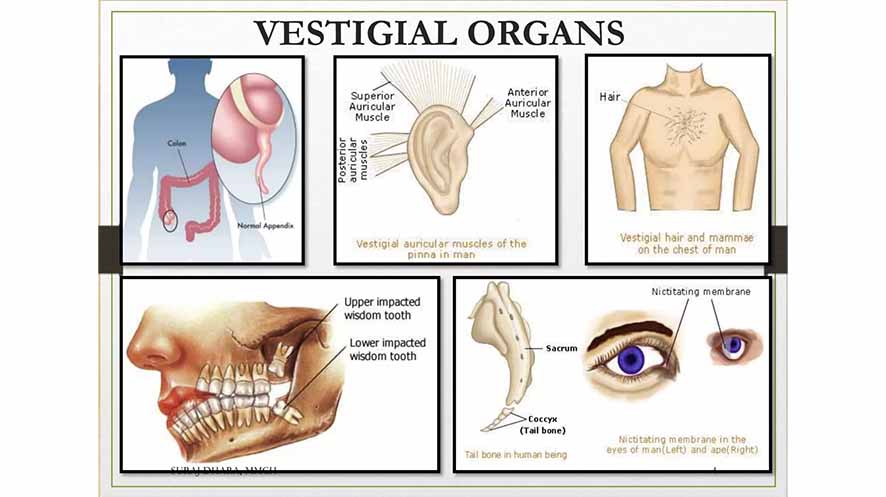 Enam Organ Vestigial yang Masih Bertahan Sampai Sekarang