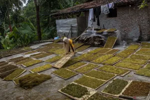Langkah Inovatif Serang, Mengangkat Talas Beneng ke Pentas Nasional