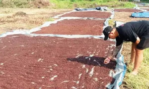 Perkebunan Cengkeh Jadi Andalan Ekonomi Petani di Lebak