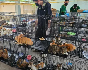Polisi Vietnam Sita 500 Kucing Curian yang akan Diambil Dagingnya 