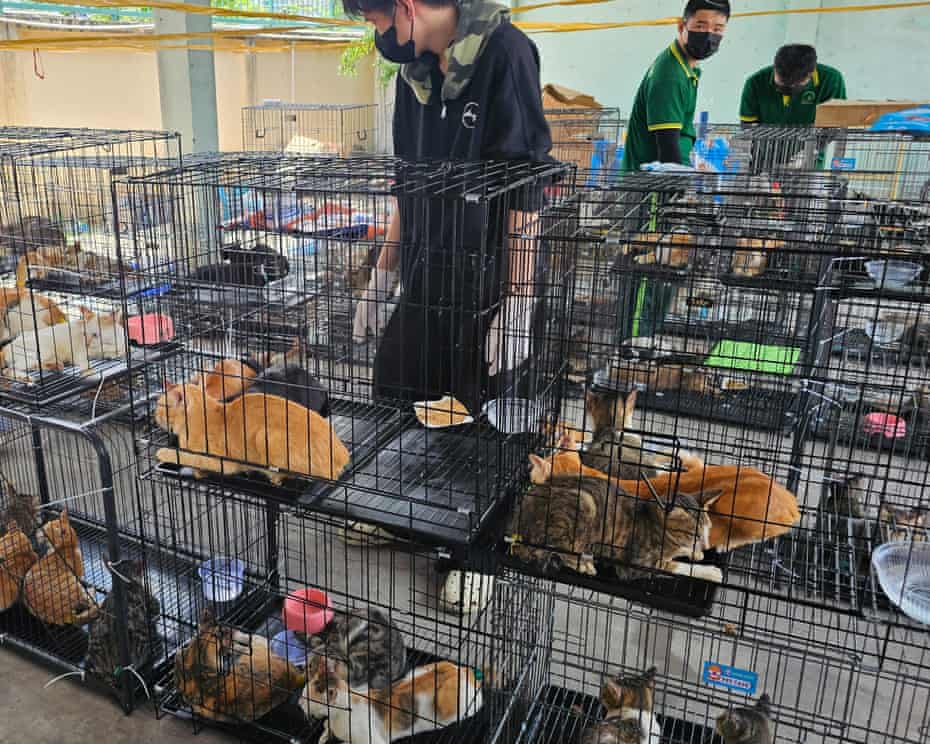 Polisi Vietnam Sita 500 Kucing Curian yang akan Diambil D...