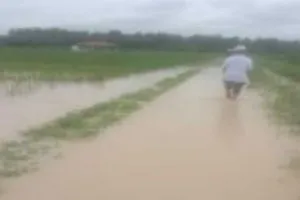 50 Hektare Sawah Terdampak Banjir di Asahan