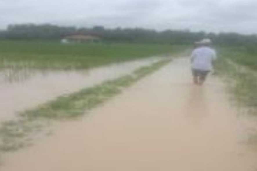 50 Hektare Sawah Terdampak Banjir di Asahan