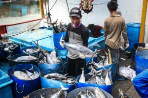 Asia Kuasai Produksi Perikanan Global