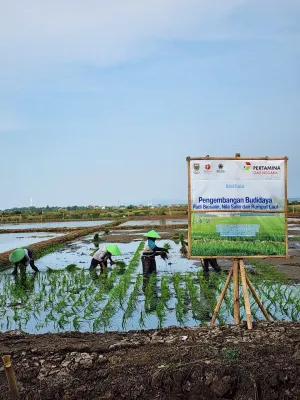 Minapadi Salin sebagai Pengembangan Padi Biosalin, PGN-BRIN Tingkatkan Produktivitas dan Nilai Ekonomi Pesisir Batang