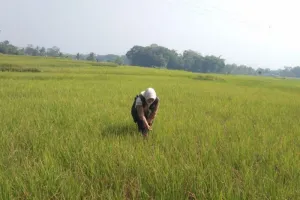 Garut Mulai Atasi Kekeringan Lahan Pertanian, Pompanisasi Dikerahkan di 14 Kecamatan