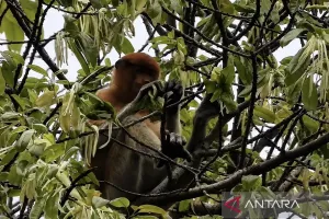 Kabar Baik, Populasi Monyet Bekantan di Gunung Kentawan Bertambah Jadi 102 Ekor