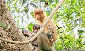 Antusias Menyambut Bayi Bekantan Kembar 