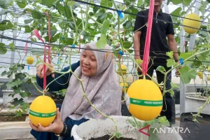 Budidaya Melon Golden Alisha, Warga Aceh Ikut Ambil Peran dalam Program Amanah