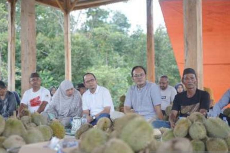 Kelekak Durian Bangka Tengah Jadi Wisata Budaya, 2.000 Buah Durian Dinikmati Langsung di Kebun