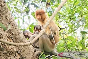 Menggemaskan Sekaligus Unik...