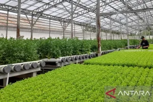 Pertanian Modern Digalakkan, Banten Bujuk Pemuda Turun ke Lahan