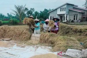 Realisasi Serapan Beras Pet...
