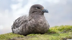 Status Bebas Virus Berakhir, Flu Burung Paling Mematikan di Dunia Akhirnya Jebol Australia