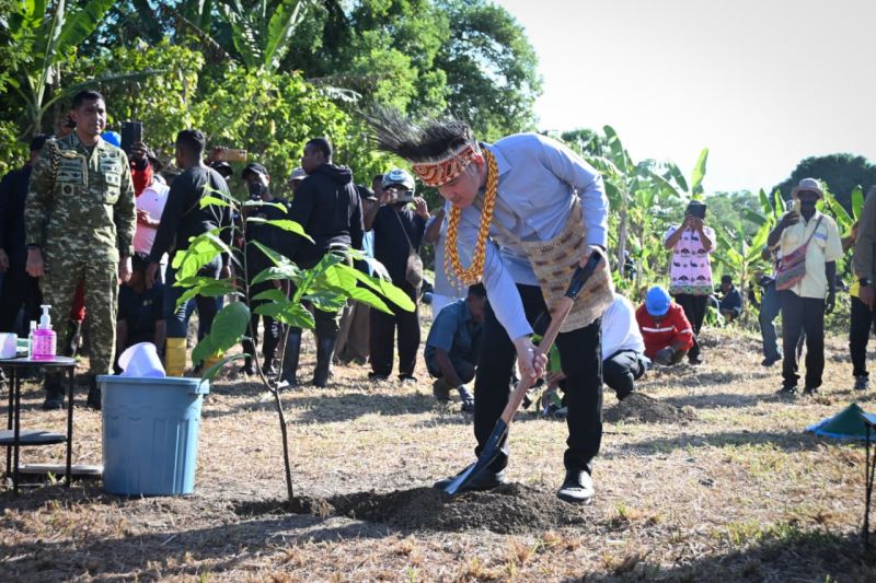 Tanam Kakao Unggulan di Papua Barat, Wakil Presiden Gibra...
