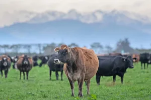 Tiongkok Ketok Tarif Tambahan 55 Persen untuk Daging Sapi Australia