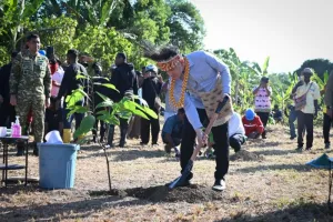 Wapres Gibran Tanam Bibit Kakao Unggulan di Manokwari Selatan