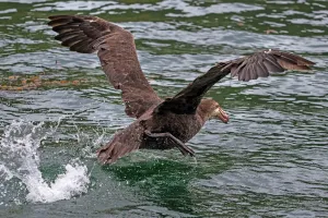 Infeksi Dua Burung Laut, Australia Siaga Hadapi Hantaman Wabah H5N1