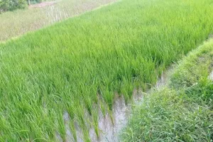 Lebak Pasang Target Tinggi,...